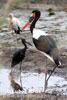 Saddle-billed Stork