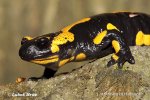 Salamandra común