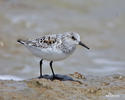 Sanderling