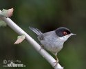 Sardinian Warbler