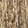 Sedge Warbler