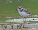 Semipalmated Plover