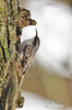 Short-toed Treecreeper