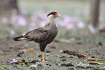 Southern Caracara