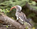 Southern Yellow-billed Hornbill