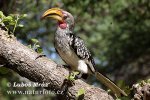 Southern Yellow-billed Hornbill