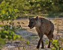 Spotted hyena