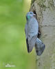 Stock Dove