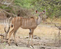 Stor kudu
