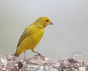 Stripe-tailed Yellow-Finch