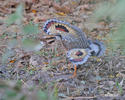 Sunbittern