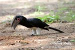 Trumpeter Hornbill