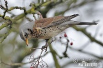 Turdus pilaris