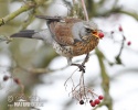 Turdus pilaris