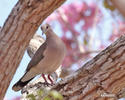 Violaceous Quail-Dove