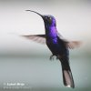 Violet Sabrewing