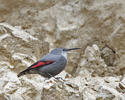 Wallcreeper