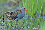 Water Rail