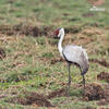 Wattled Crane