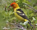 Western Tanager