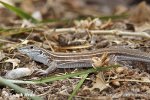 Whiptail