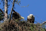 White-tailed Eagle