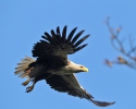 White-tailed Eagle