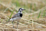 White Wagtail