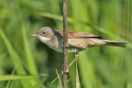 Whitethroat