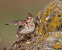 Wood Lark