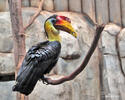 Wrinkled Hornbill