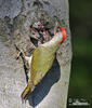 欧洲绿啄木鸟