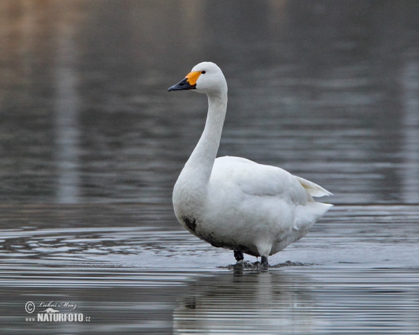 Tundra Swan (Cygnus columbianus)