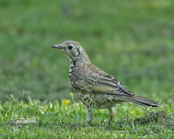 Turdus viscivorus