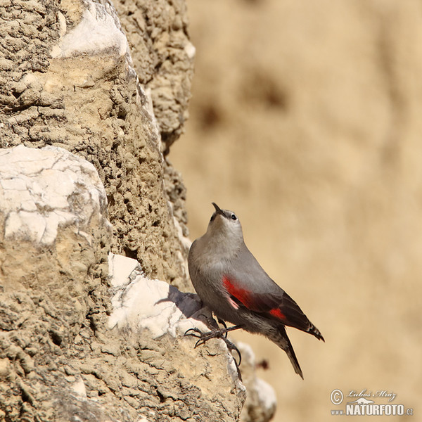 Wallcreeper (Tichodroma muraria)