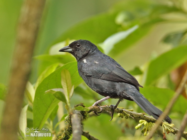 White-lined Tanager (Tachyphonus rufus)