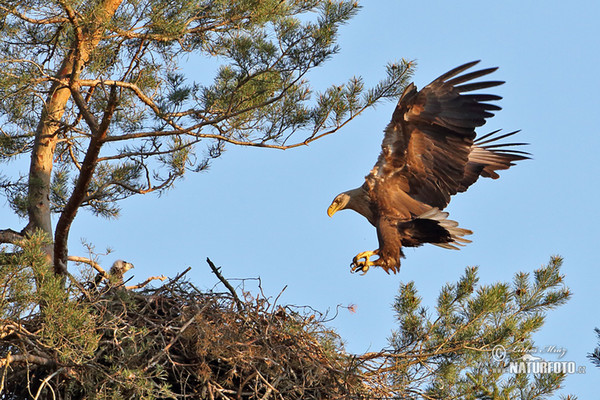 White-tailed Eagle (Haliaeetus albicilla)