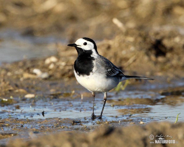 White Wagtail (Motacilla alba)