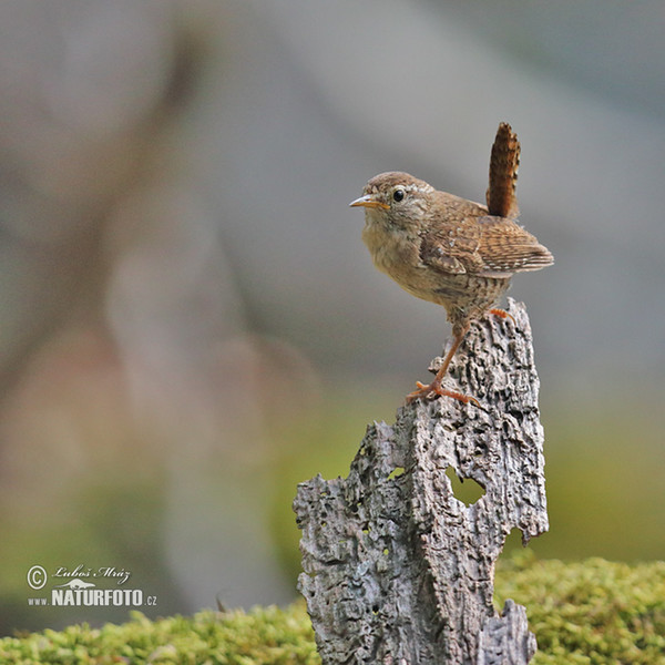 Wren (Troglodytes troglodytes)