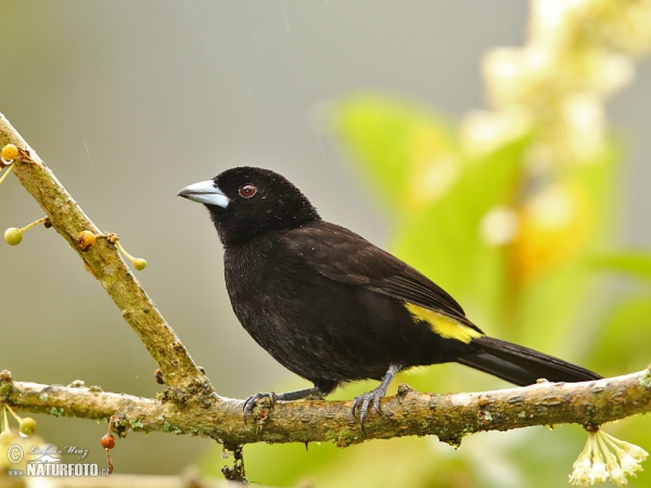 Yellow-rumped Tanager (Ramphocelus icteronotus)