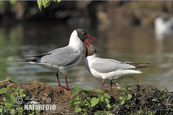 ユリカモメ