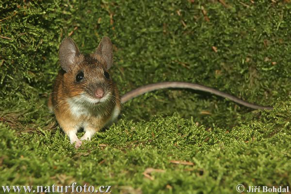 Жълтогърла горска мишка