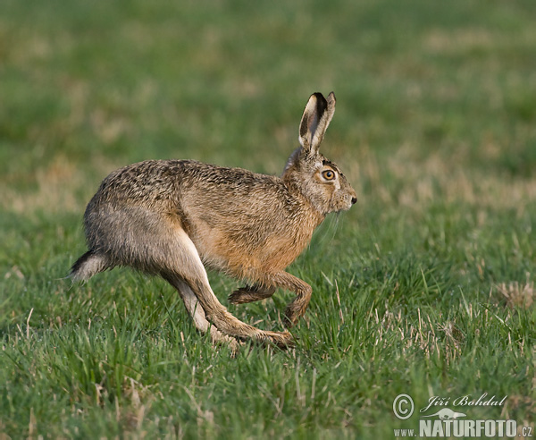 خرگوش صحرایی اروپایی