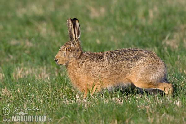 خرگوش صحرایی اروپایی
