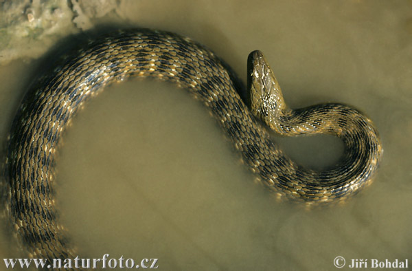Речна змија