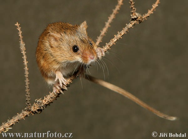 Миша-крихітка