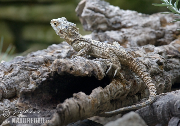 Agama (Laudakia stellio)