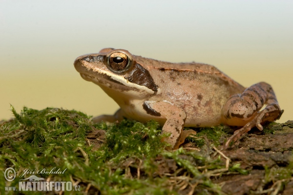 Agile Frog (Rana dalmatina)