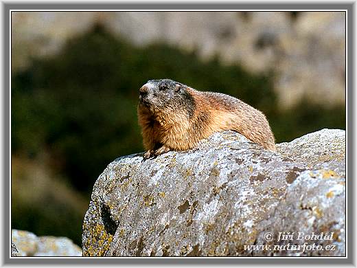 bonne nuit dans image bon nuit, jour, dimanche etc. alpine-marmot-2518