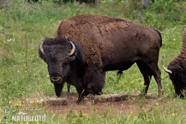 American Bison (Bison bison)